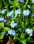 Forget - Me - Not, Wood